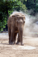 Asian elephant at Sosto Zoo