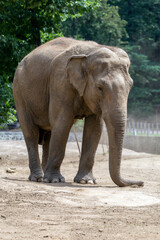 Naklejka premium Asian elephant at Sosto Zoo
