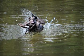 Naklejka premium カモ