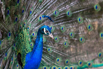 Fototapeta premium Indian peafowl at Sosto Zoo