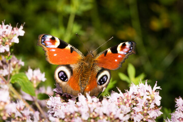 A peacock butterly is pollinating a flower. green blurred background