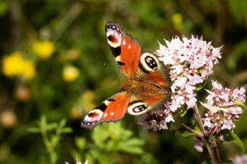 A peacock butterly is pollinating a flower. green blurred background
