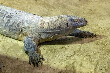Komodo dragon at Sosto Zoo