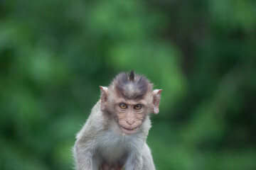 可愛いサル