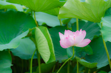東京都台東区上野にある不忍池に咲く蓮の花