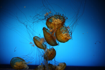 Closeup of jellyfish in an aquarium under the lights