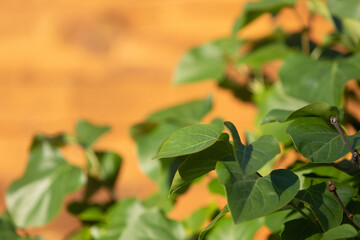 Luscious foliage on a defocused wooden background.