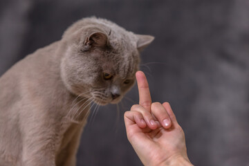 A man shows the middle finger of his hand to a pet. The cat looks sadly at the owner's hand.