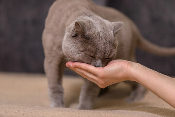 The owner held out his hand to the pet. The cat sniffs the palm.