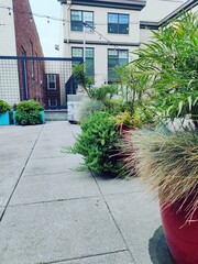 Plants along the alley