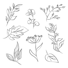 Hand drawn line art collection of different herbs and grasses. Vector illustration, doodle style.