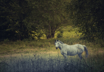 A gorgeous white horse grazing in a clearing on a sunny afternoon
