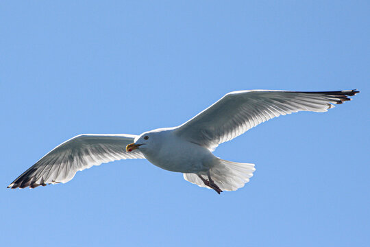 seagull