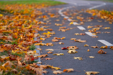 Bike path covered with fallen autumn leaves