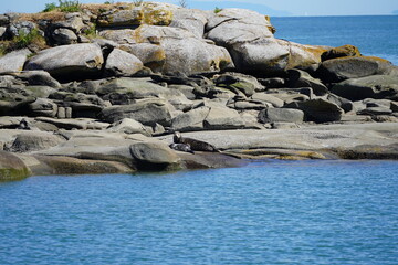 アザラシ　アザラシの親子　バンクーバー　西海岸　レジャー　夏休み　観光　カナダ