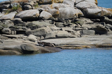 Fototapeta premium アザラシ アザラシの親子 バンクーバー 西海岸 レジャー 夏休み 観光 カナダ