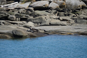 Fototapeta premium アザラシ アザラシの親子 バンクーバー 西海岸 レジャー 夏休み 観光 カナダ