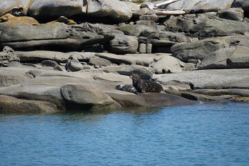 Fototapeta premium アザラシ アザラシの親子 バンクーバー 西海岸 レジャー 夏休み 観光 カナダ