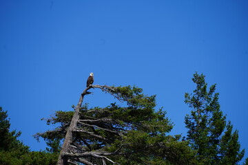 ハクトウワシ　白頭鷲　猛禽類　鷲　野生　カナダ　野生動物　野鳥