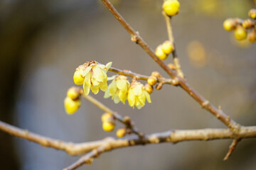 黄色い花を咲かせた蝋梅の木