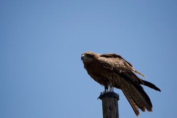 hawk