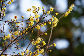 黄色い花を咲かせた蝋梅の木