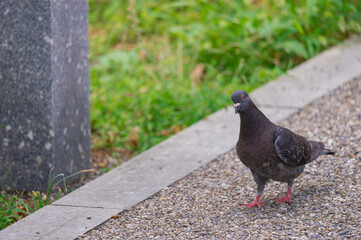 東京都台東区上野にある不忍池にいる鳩