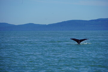 ホエールウオッチング　クジラ　尾びれ　レジャー　海　楽しい　夏休み　バンクーバー　海の哺乳類