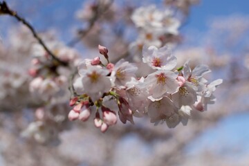 Sakura
