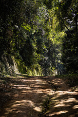 Fototapeta premium Trilha