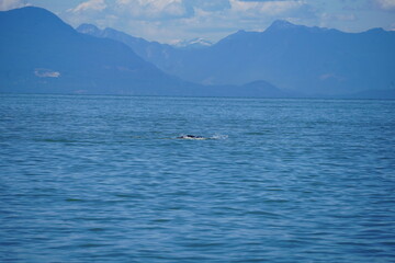 水平線　海　静かな　鯨　バンクーバー