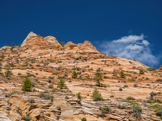Sunny view of some landscape in Zion Ntaional Park