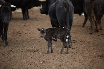 Becerro, ganadería de Caylloma