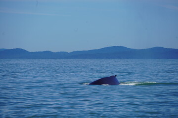 Fototapeta premium ホエールウオッチング クジラ 背びれ 鯨 レジャー 海 楽しい 夏休み バンクーバー 水面 海の哺乳類