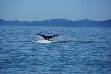 ホエールウオッチング　クジラ　尾びれ　レジャー　海　楽しい　夏休み　バンクーバー