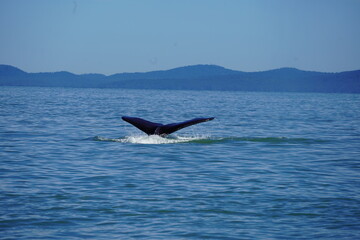 Fototapeta premium ホエールウオッチング クジラ 尾びれ レジャー 海 楽しい 夏休み バンクーバー