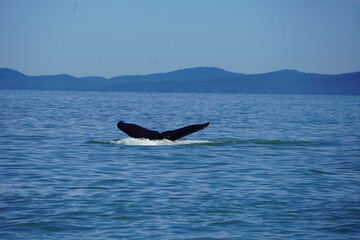 ホエールウオッチング　クジラ　尾びれ　レジャー　海　楽しい　夏休み　バンクーバー
