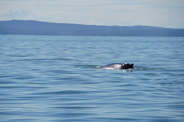 Fototapeta premium ホエールウオッチング クジラ 背びれ 鯨 レジャー 海 楽しい 夏休み バンクーバー 水面