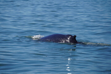 ホエールウオッチング　クジラ　背びれ　鯨　レジャー　海　楽しい　夏休み　バンクーバー　水面