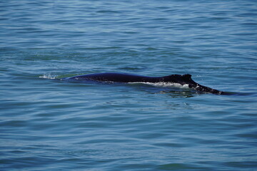 Obraz premium ホエールウオッチング クジラ 背びれ 鯨 レジャー 海 楽しい 夏休み バンクーバー 水面