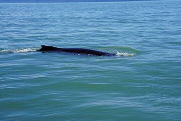 Obraz premium ホエールウオッチング クジラ 背びれ 鯨 レジャー 海 楽しい 夏休み バンクーバー 水面