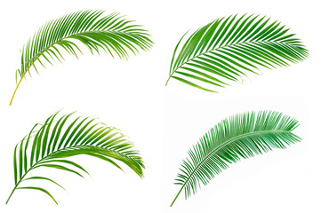 Set of Green leaves of palm isolated on white background.