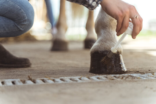 Hands of a girl applying Oil on a horse hoof. Light brown horses hooves are being oiled by its owner. Taking care and grooming of horses concept. Oiling hoof to protect them from damage. - Powered by Adobe