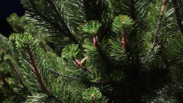 Movement of pine trees from the wind.