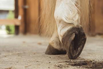 Close-up view of horse hoof just being cleaned. The dust from the hoof can be seen on the ground. Palomino horse leg view. Low angle shot. - obrazy, fototapety, plakaty