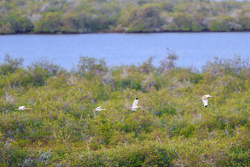 An American white ibis, Eudocimus albus,  estuary It is a kind of pelecaniform bird. birds, bird, birds. egret, heron