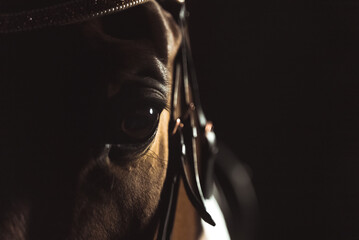 Seal brown Horse with black eyes wearing beautiful jewelry on head standing in the stable....
