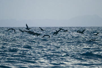 Naklejka premium Pelicans fly at dusk in a bay