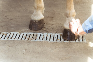 Hands of a girl applying Oil on a horse hoof. Light brown horses hooves are being oiled by its owner. Taking care and grooming of horses concept. Oiling hoof to protect them from damage.