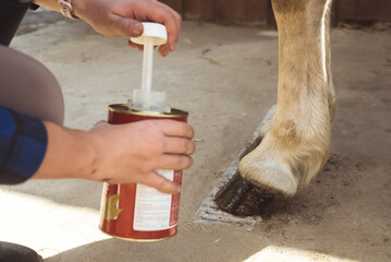 Girl holding a tin applying Oil on a horse hoof. Light brown horses hooves are being oiled by its owner. Taking care and grooming of horses concept. Oiling hoof to protect them from damage.